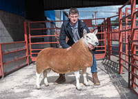 Border Cheviot Ewes-10